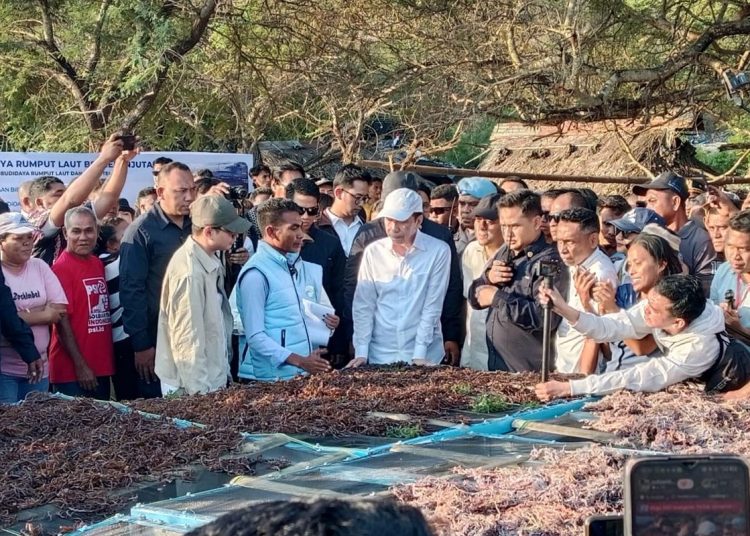 Potensi Besar Belum Optimal, Jokowi Dorong Percepatan NTT sebagai Pusat Produksi Rumput Laut